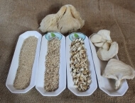 dried oyster mushroom